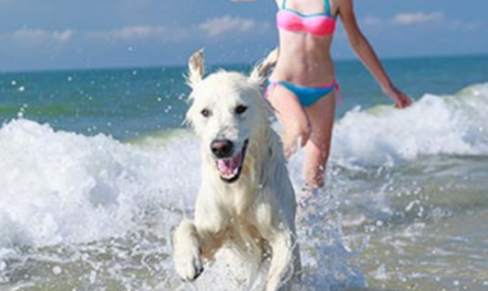 TIPS PARA CUIDAR A TU PELUDO EN VERANO-Sin categoría--Natural Pet