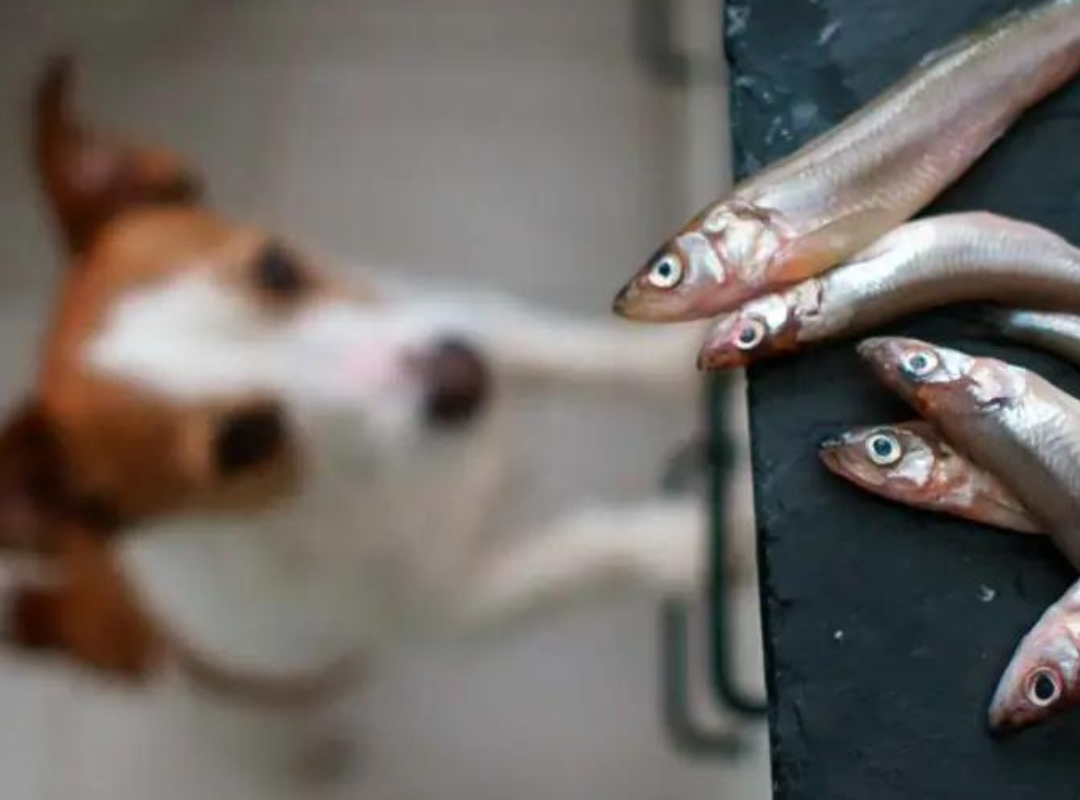 LA IMPORTANCIA DE LA SUPLEMENTACIÓN EN LA ALIMENTACIÓN DE PERROS Y GATOS-Sin categoría--Natural Pet