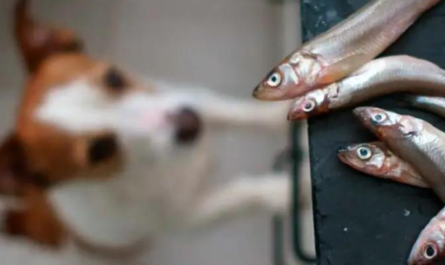 LA IMPORTANCIA DE LA SUPLEMENTACIÓN EN LA ALIMENTACIÓN DE PERROS Y GATOS-Sin categoría--Natural Pet