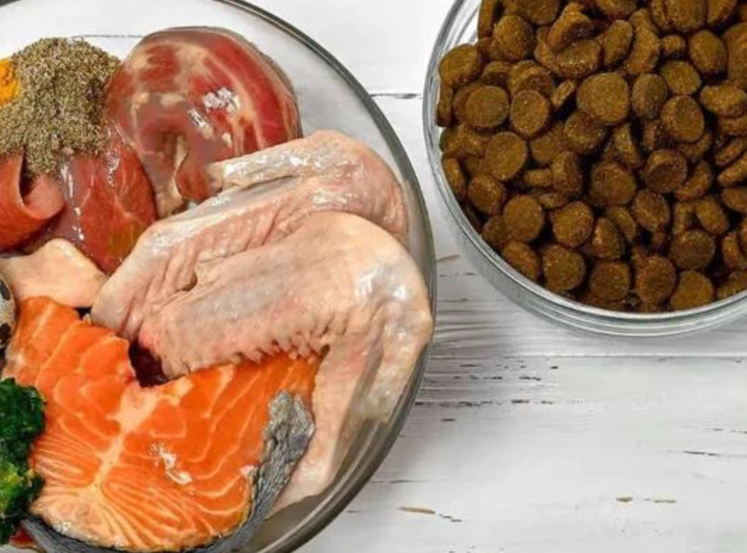 CONSEJOS PARA UNA DIETA MIXTA EN PERROS Y GATOS-Sin categoría--Natural Pet