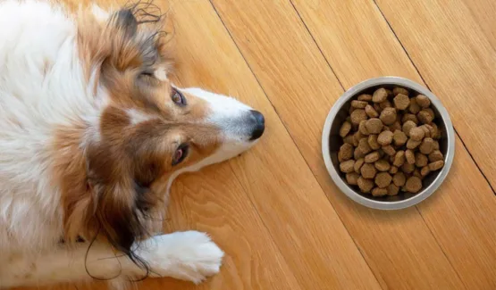 TRES MOTIVOS POR LOS QUE NO DEBERÍAS DEPENDER ÚNICAMENTE DEL ALIMENTO BALANCEADO PARA LA NUTRICIÓN DE TU MASCOTA-Consejos--Natural Pet