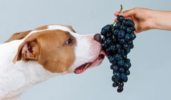 ¿LAS UVAS SON TÓXICAS PARA TU PERRO?