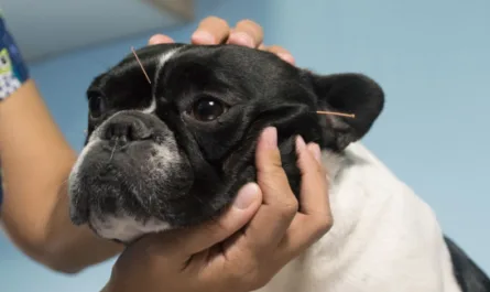 BENEFICIOS DE LA ACUPUNTURA EN PERROS Y GATOS-Consejos--Natural Pet