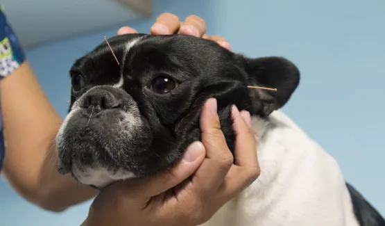 BENEFICIOS DE LA ACUPUNTURA EN PERROS Y GATOS