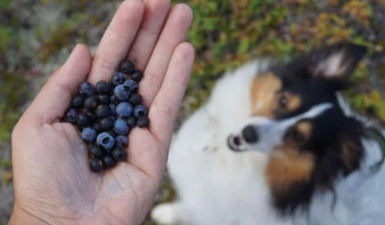 ARÁNDANOS PARA MEJORAR LA SALUD DEL PERRO CON CÁLCULOS EN LA VEJIGA