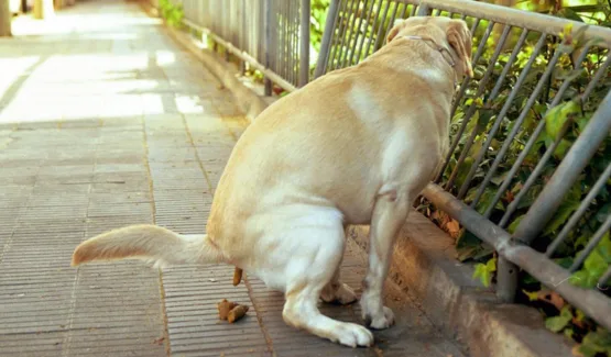 UN ALIMENTO CON INGREDIENTES DE RELLENO NO LE SIRVE A TU MASCOTA